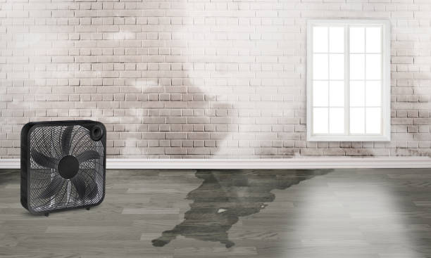 Best Basement water damage restoration  in Frewsburg, NY